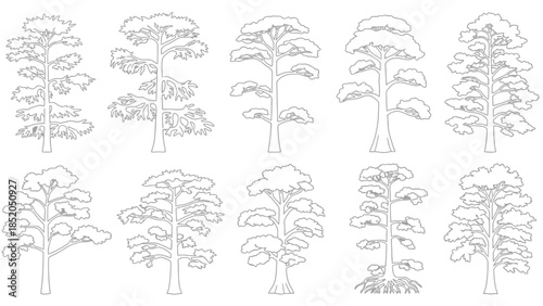 Collection of various coniferous and deciduous trees in a black and white sketch