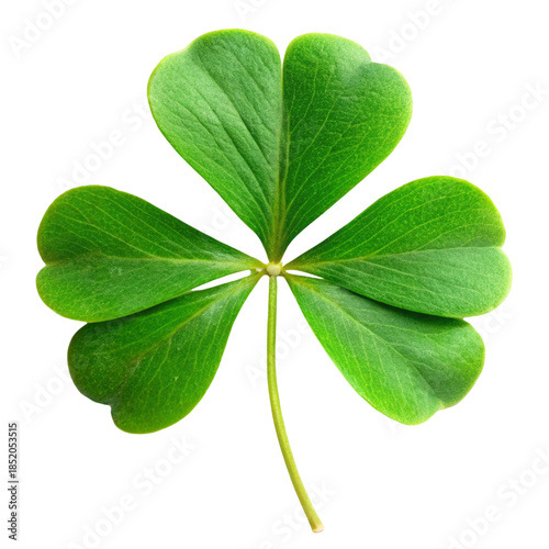 Four Leaf Clover Isolated on White Background