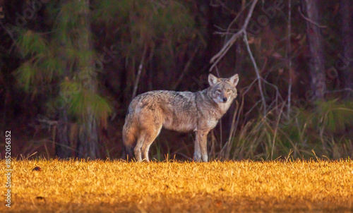 Eastern coyote in a North Carolina grassy area