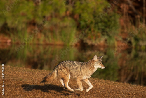 Eastern coyote in a North Carolina grassy area