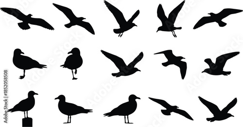 Seagull silhouette, flying bird, standing pose, black vector, coastal wildlife, wing motion, marine animal, nature icon, flight, illustrationSeagull silhouette, flying bird, standing pose