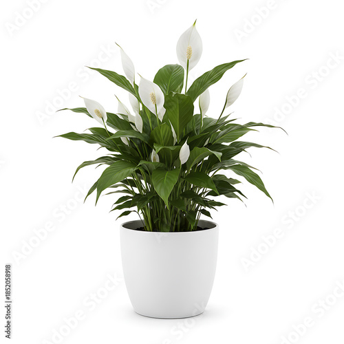 White peace lily in white pot