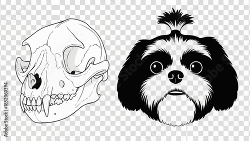 Shih Tzu dog face and skull illustration comparison.