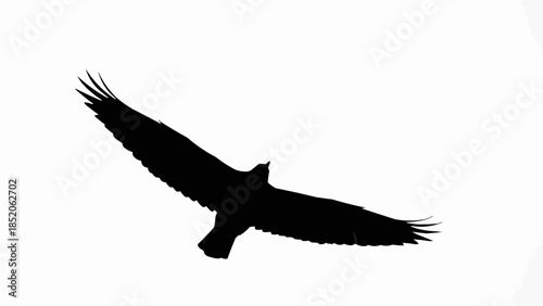 Silhouette of a majestic eagle in flight against a white background.