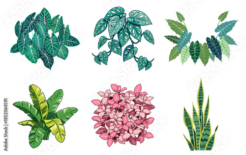 Set of modern tropical houseplant vector illustrations featuring Monstera, Calathea, Alocasia, Philodendron, Fittonia, and Sansevieria foliage.