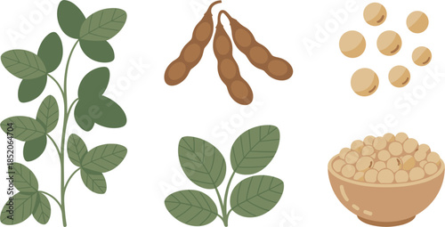 Flat Vector Illustration of Soybeans in Pods with Green Leaves and Bowl of Dried Seeds