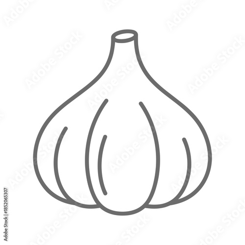 Illustration of garlic bulb Vector