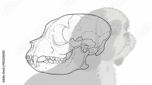 Detailed Sketch of a Primate Skull Showing Anatomical Features.