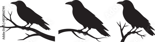 Silhouettes of three crows on branches Vector