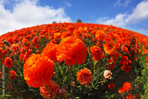 Picturesque field of flowers, photographed a lens 