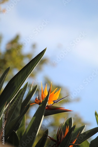 close-up bird of paradise