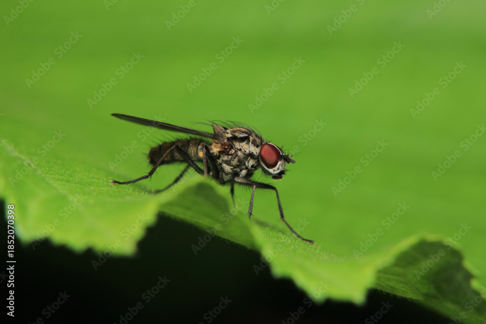 Fototapeta premium macro photo of housefly facing back 