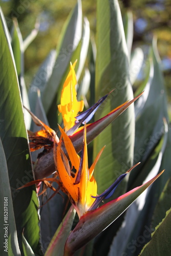 yellow bird of paradise flower