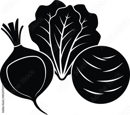 vector illustration of a radish