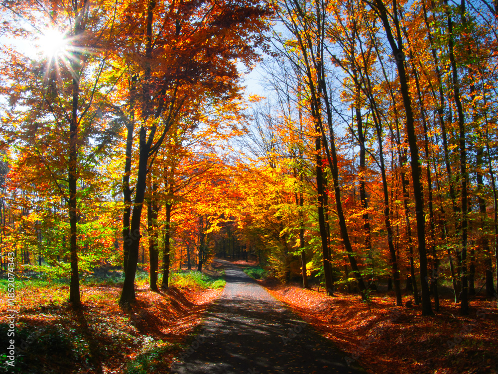 Fototapeta premium Forest in autumn day with trees, branches, tree trunks colorful foliage, natural sun rays, forest road