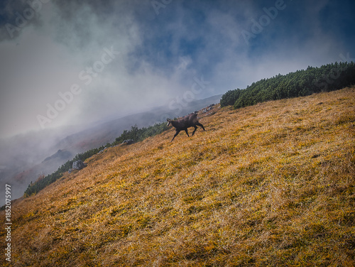 Beautiful Autumn day on a Hohe Veitsch mountain in Alps