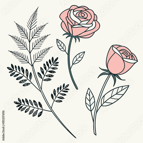 vector illustration of a rose