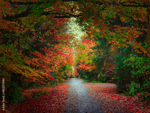 Colorful forest during autumn day with road and colorful foliage