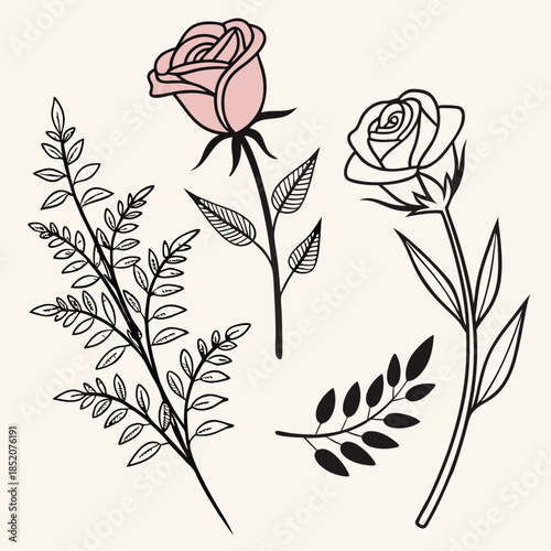 vector illustration of a rose