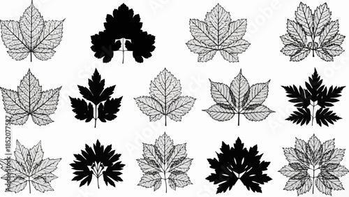 Collection of Diverse Leaf Silhouettes and Line Art Illustrations.