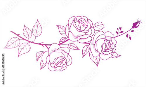 Elegant pink rose branch line art with blooming flowers and a delicate bud