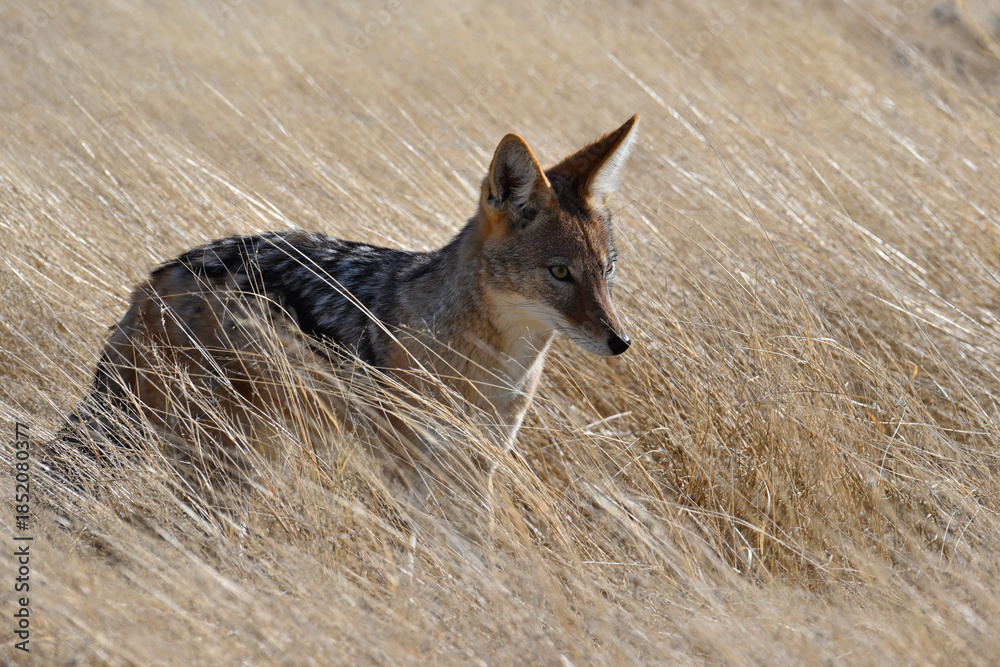 Naklejka premium Portrait of a black-backed Jackal