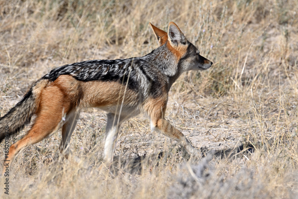 Obraz premium Black-backed Jackal