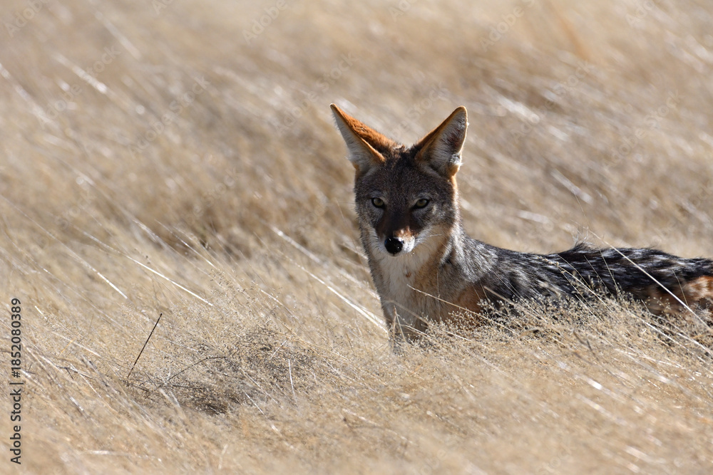 Naklejka premium Portrait of a black-backed Jackal