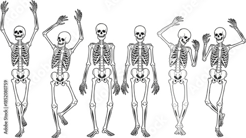 Set of human skeleton characters in various dancing and standing poses isolated on white background for Halloween medical.