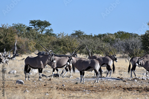 Herd of Oryx grazing in the bush