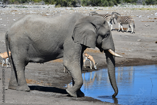 African elephant (Loxodonta africana) Etosha National Park
