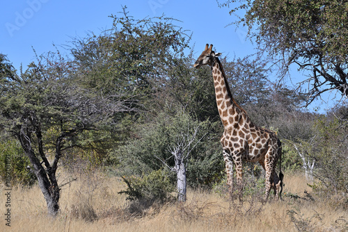 Giraffes (Giraffa camelopardalis) in the Etosha National Park