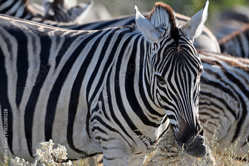 Stripped zebras in African bush