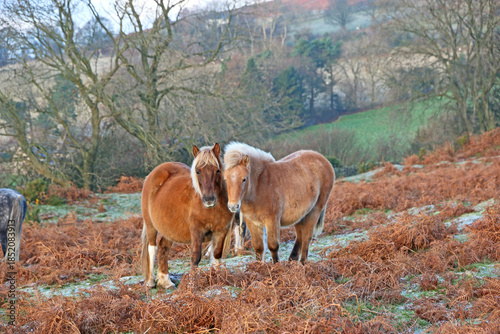 Φωτογραφία Wild ponies in the Brecon Beacons National Park, Wales