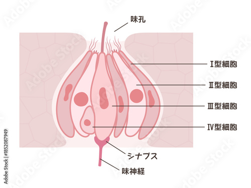 味蕾の構造と名称のイラスト