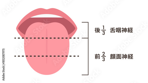 味覚の支配神経のイラスト