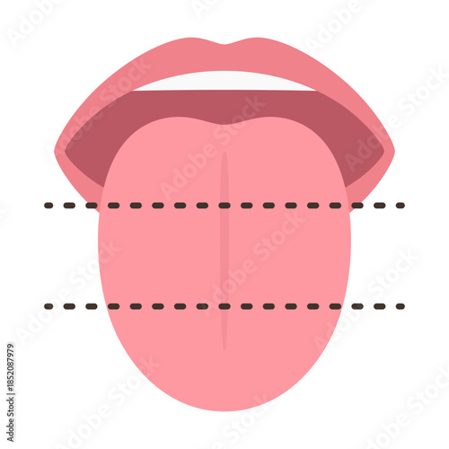 舌の神経支配のために3等分にしたイラスト素材