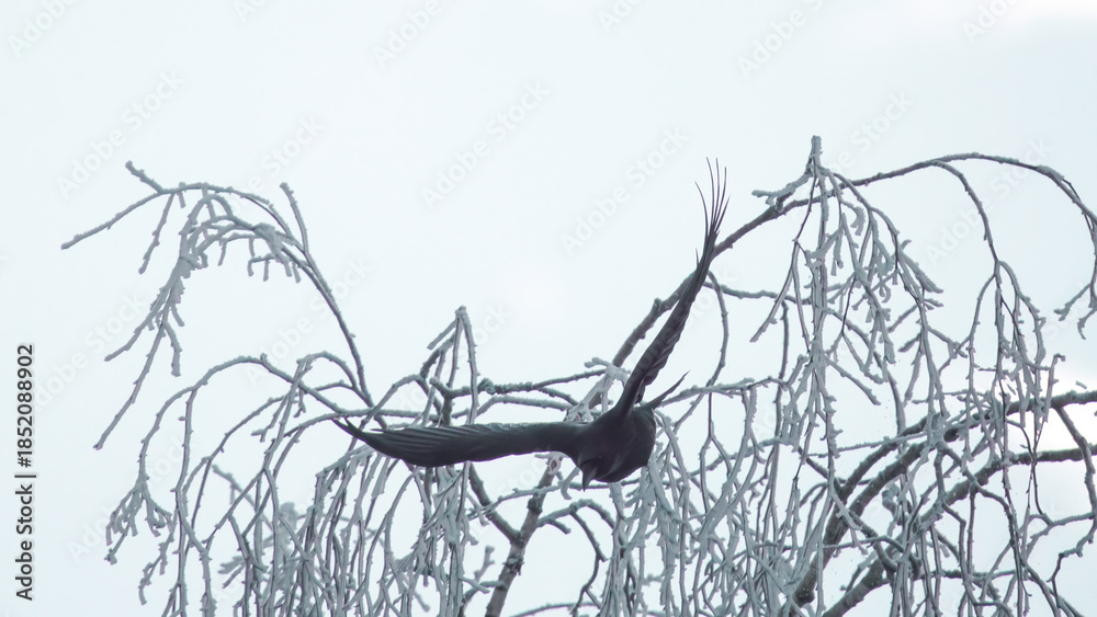Fototapeta premium a flying raven bird in the air at a cold winter day