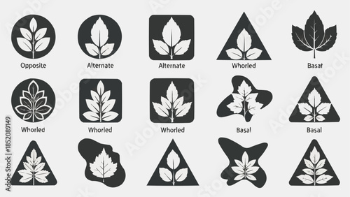 Collection of Plant Leaf Arrangement Icons and Symbols.