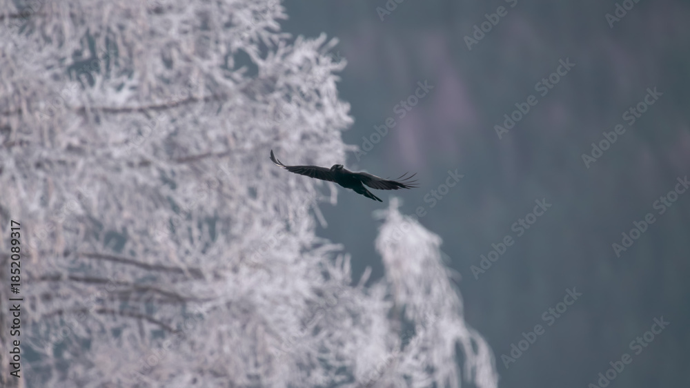 Fototapeta premium a flying raven bird in the air at a cold winter day
