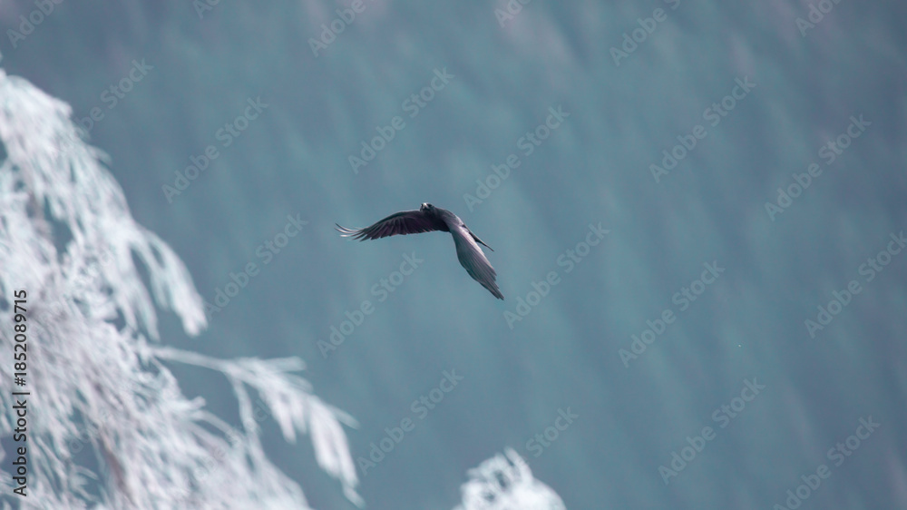 Fototapeta premium a flying raven bird in the air at a cold winter day