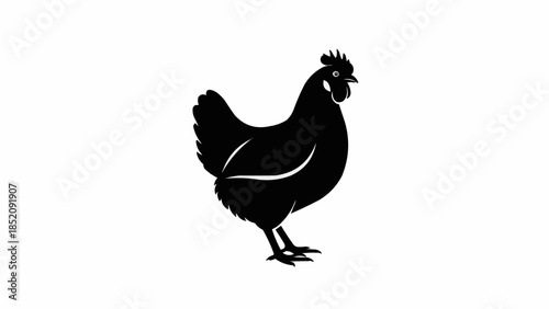 rooster isolated on white background