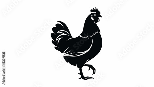 rooster isolated on white background