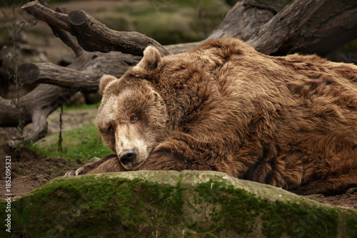 Brown Bear Resting on a Rock in a Natural Forest