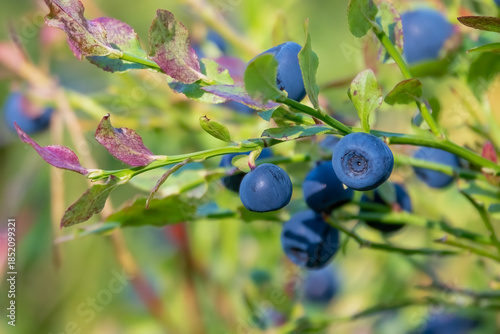 Blueberries are a tasty and healthy berry