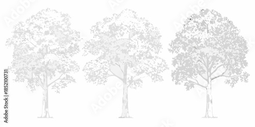 Three grayscale trees with detailed foliage against a white background