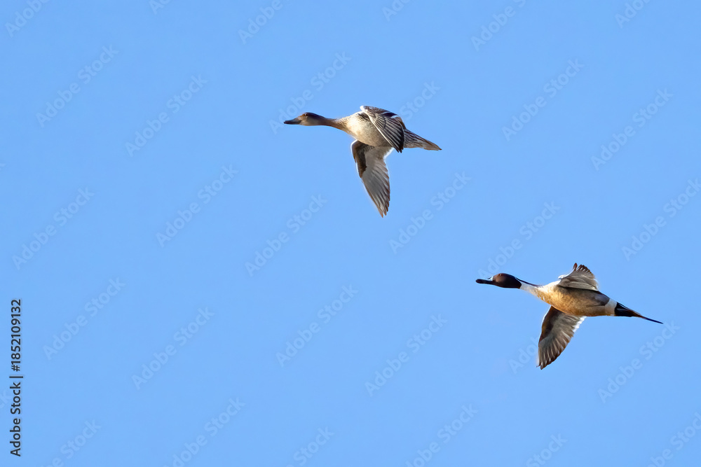 Obraz premium Northern Pintail