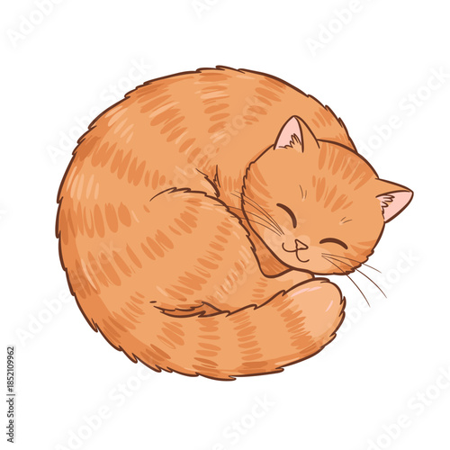 Ginger Cat Curled Up Sleeping Peacefully Illustration.