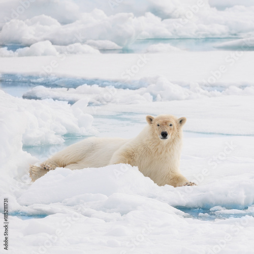 Polar bear laying on the snow