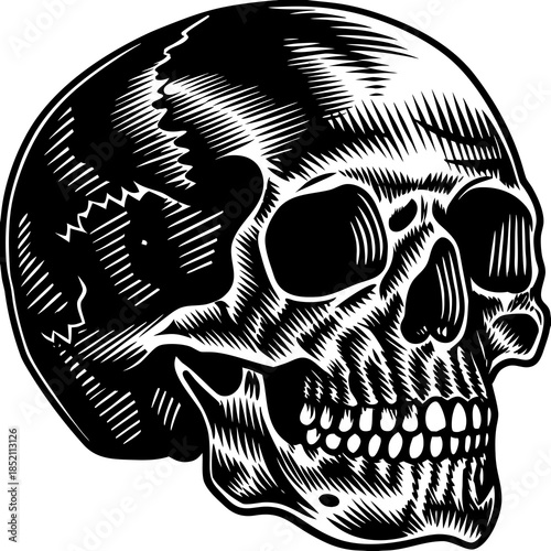 A detailed black and white illustration of a human skull viewed from the side, showcasing intricate shading and texture.